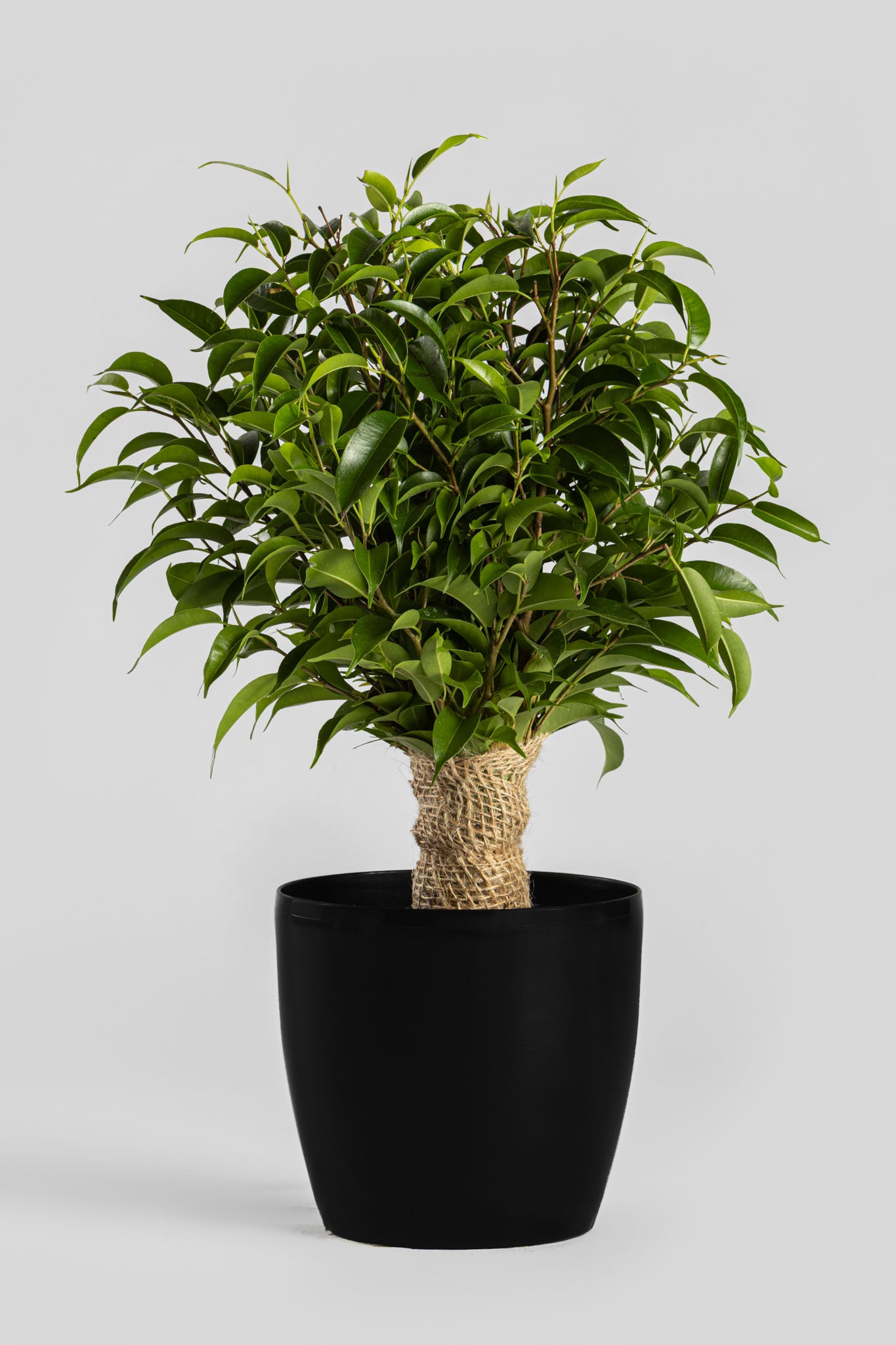 Φίκος «Νατάσα» 40cm