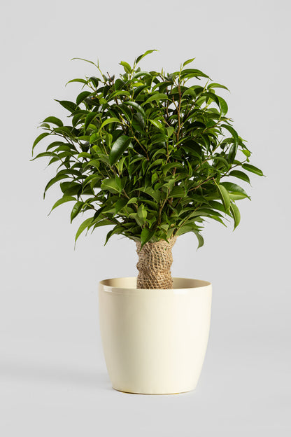 Φίκος «Νατάσα» 40cm