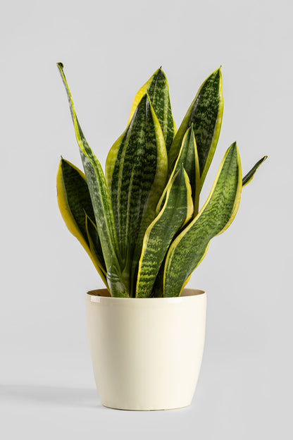 Σανσιβέρια 30-40cm