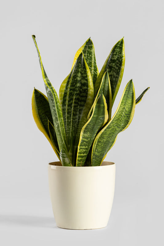 Σανσιβέρια 30-40cm