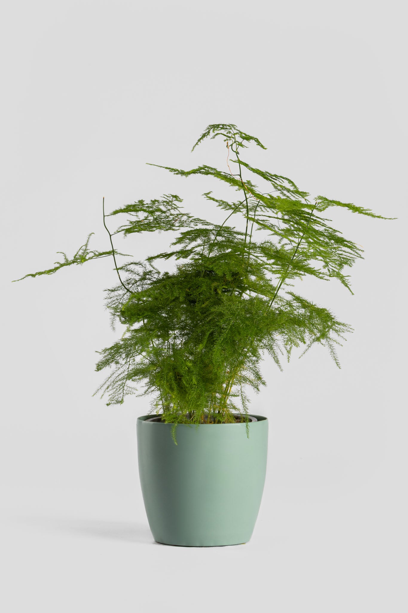 Φυτό Αράχνη 40cm