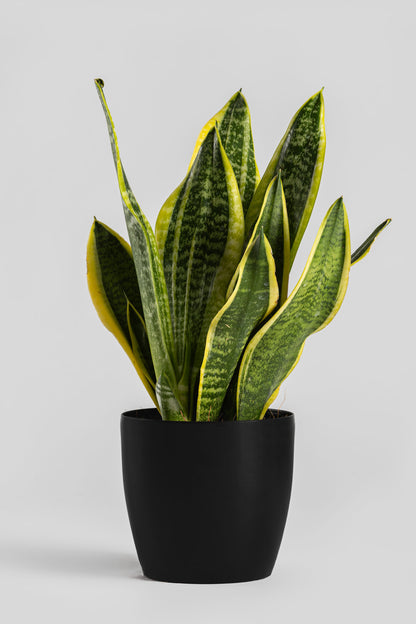 Σανσιβέρια 30-40cm