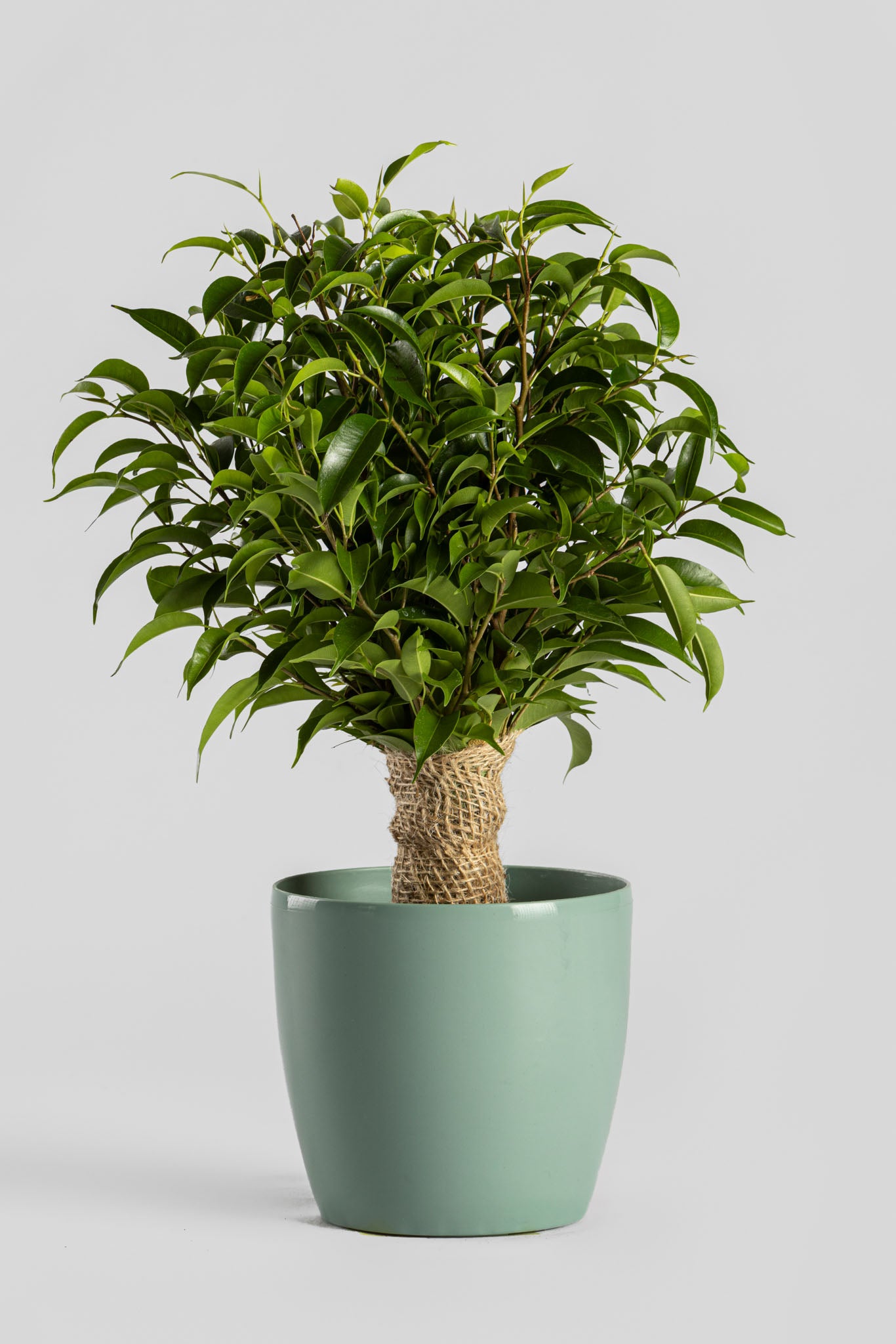 Φίκος «Νατάσα» 40cm