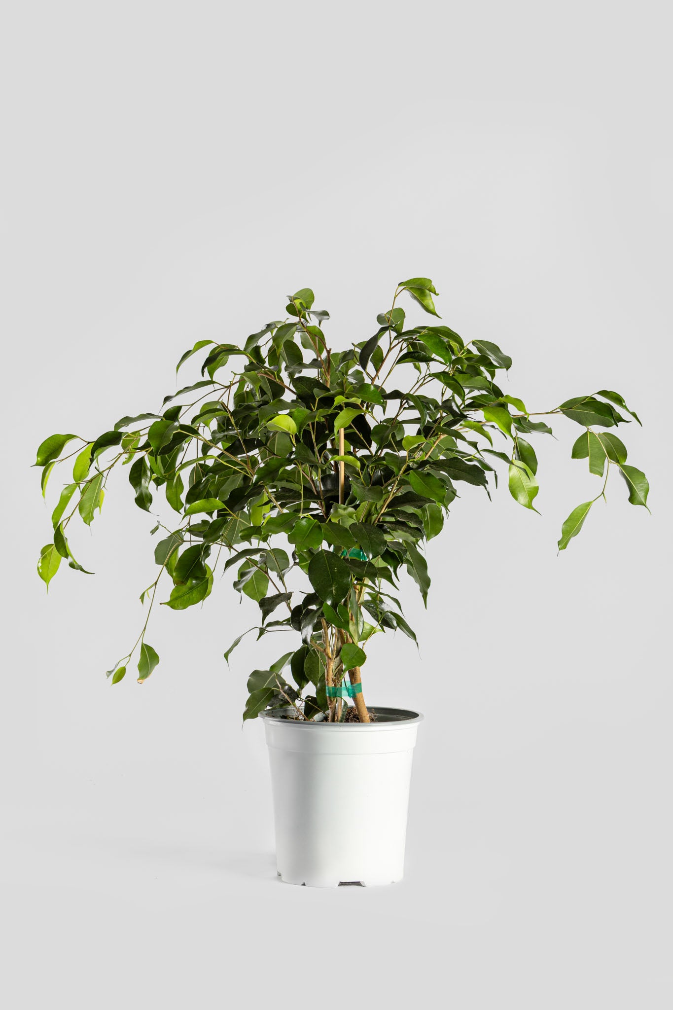 Φίκος Μπέντζαμιν 70cm