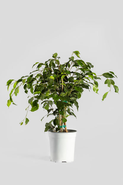 Φίκος Μπέντζαμιν 70cm