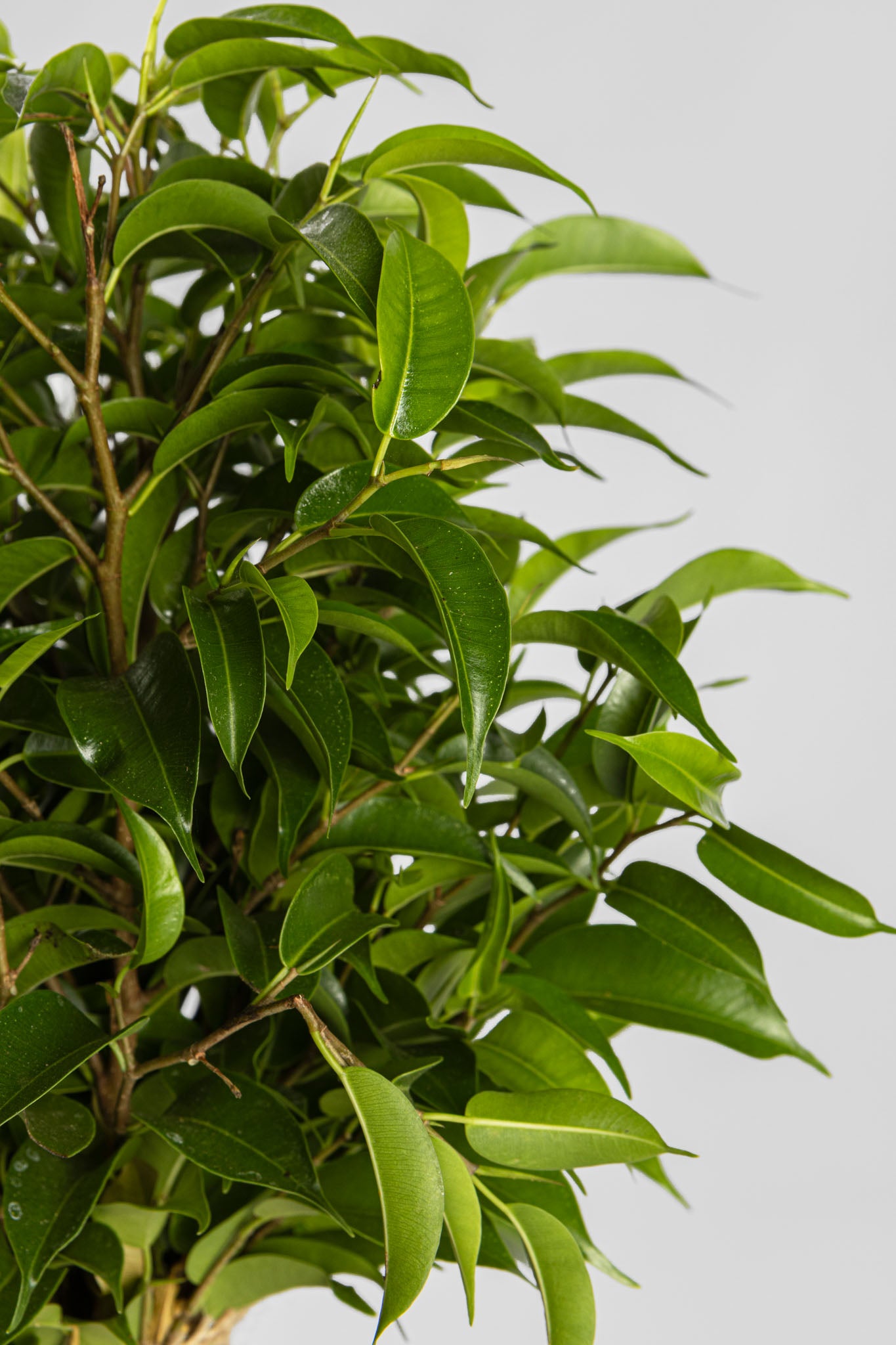 Φίκος «Νατάσα» 40cm