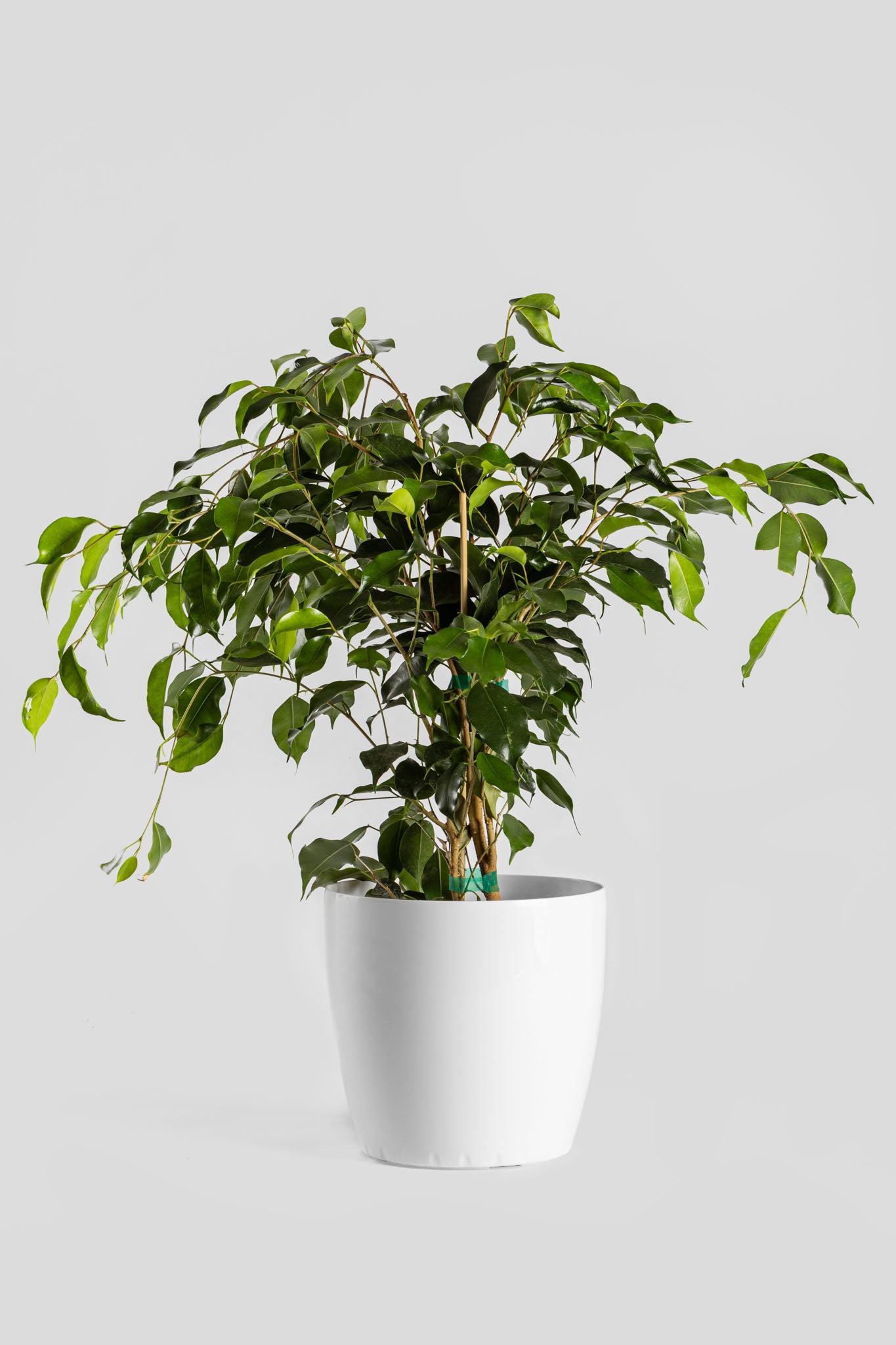 Φίκος Μπέντζαμιν 70cm