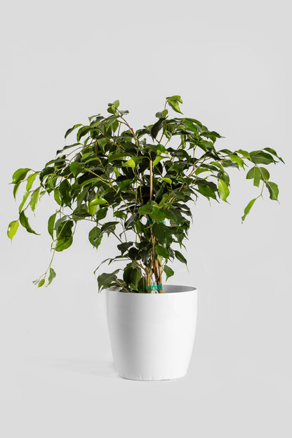 Φίκος Μπέντζαμιν 70cm