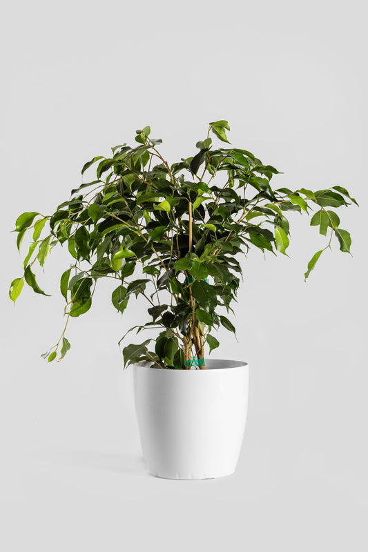 Φίκος Μπέντζαμιν 70cm