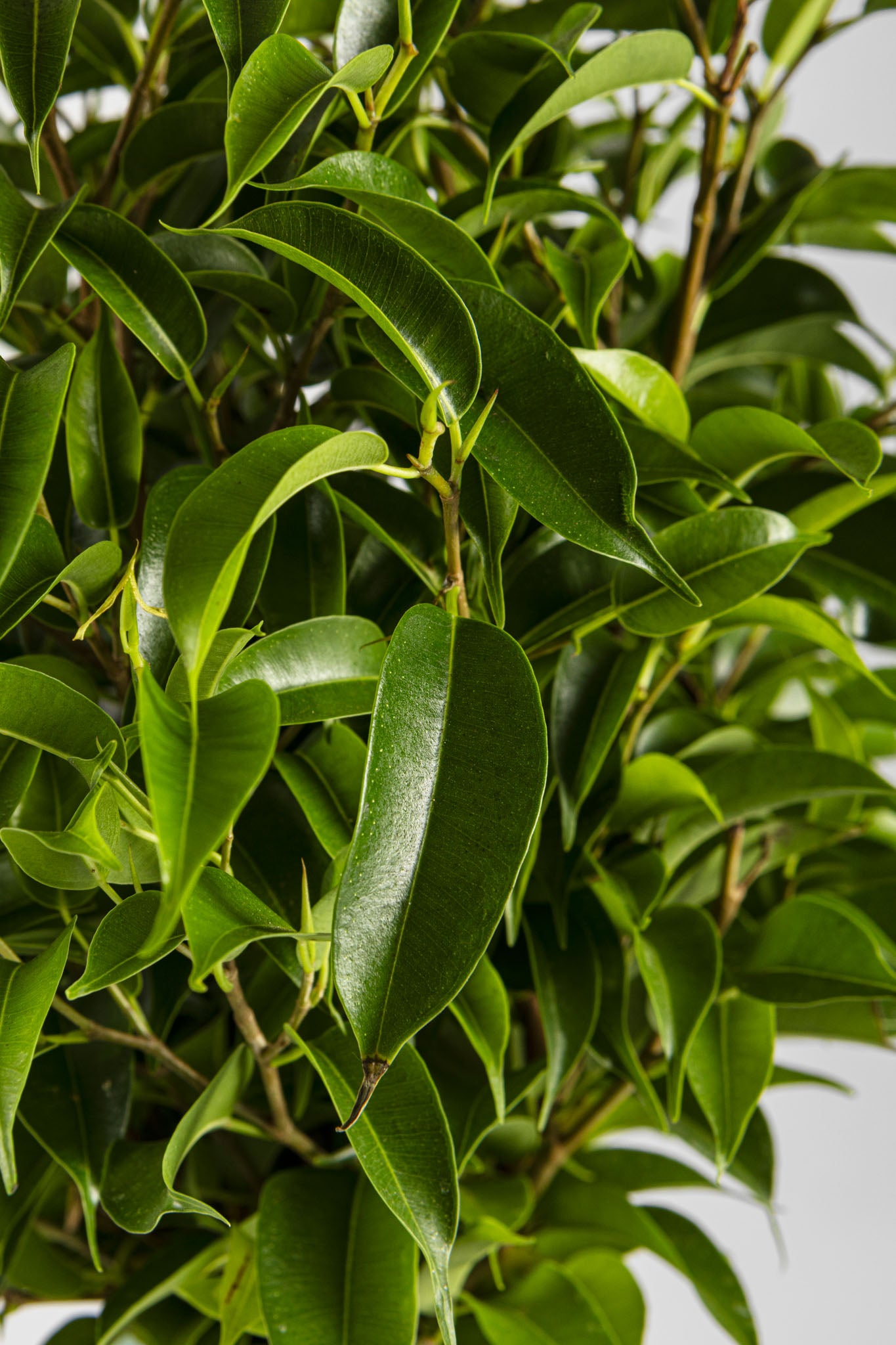 Φίκος «Νατάσα» 40cm