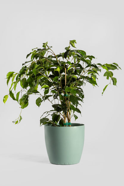 Φίκος Μπέντζαμιν 70cm