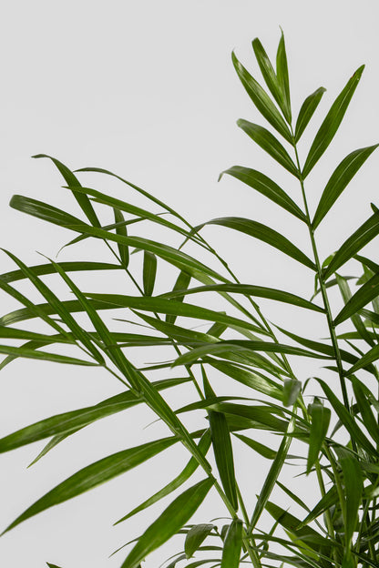 Χαμαιδωρέα 40cm