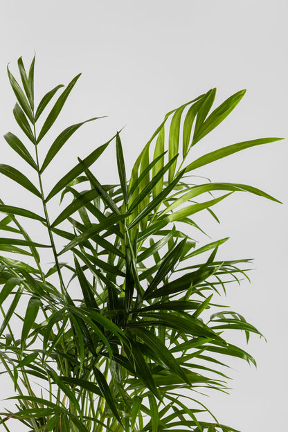 Χαμαιδωρέα 40cm