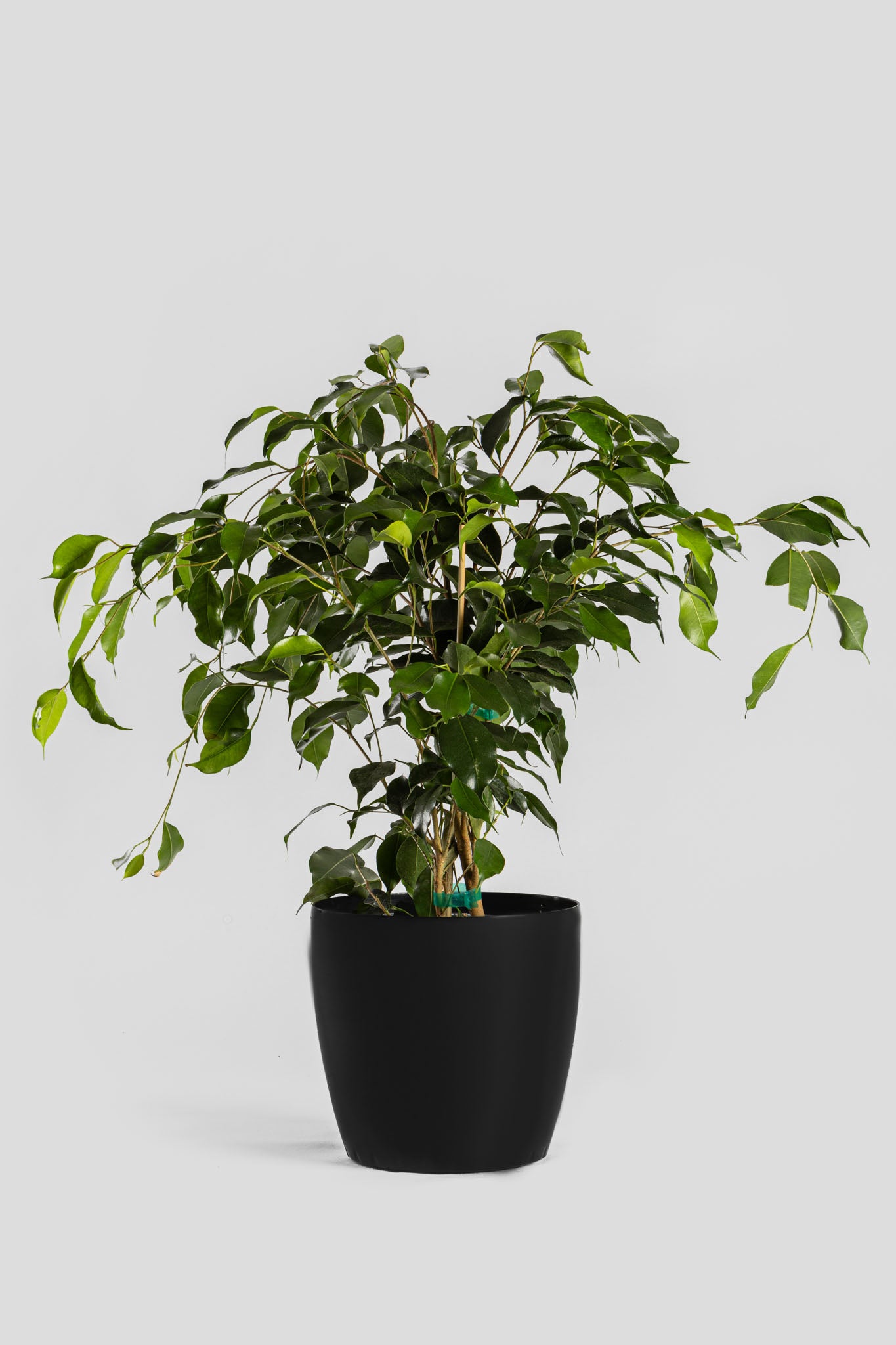 Φίκος Μπέντζαμιν 70cm