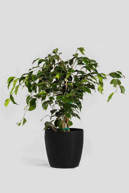 Φίκος Μπέντζαμιν 70cm