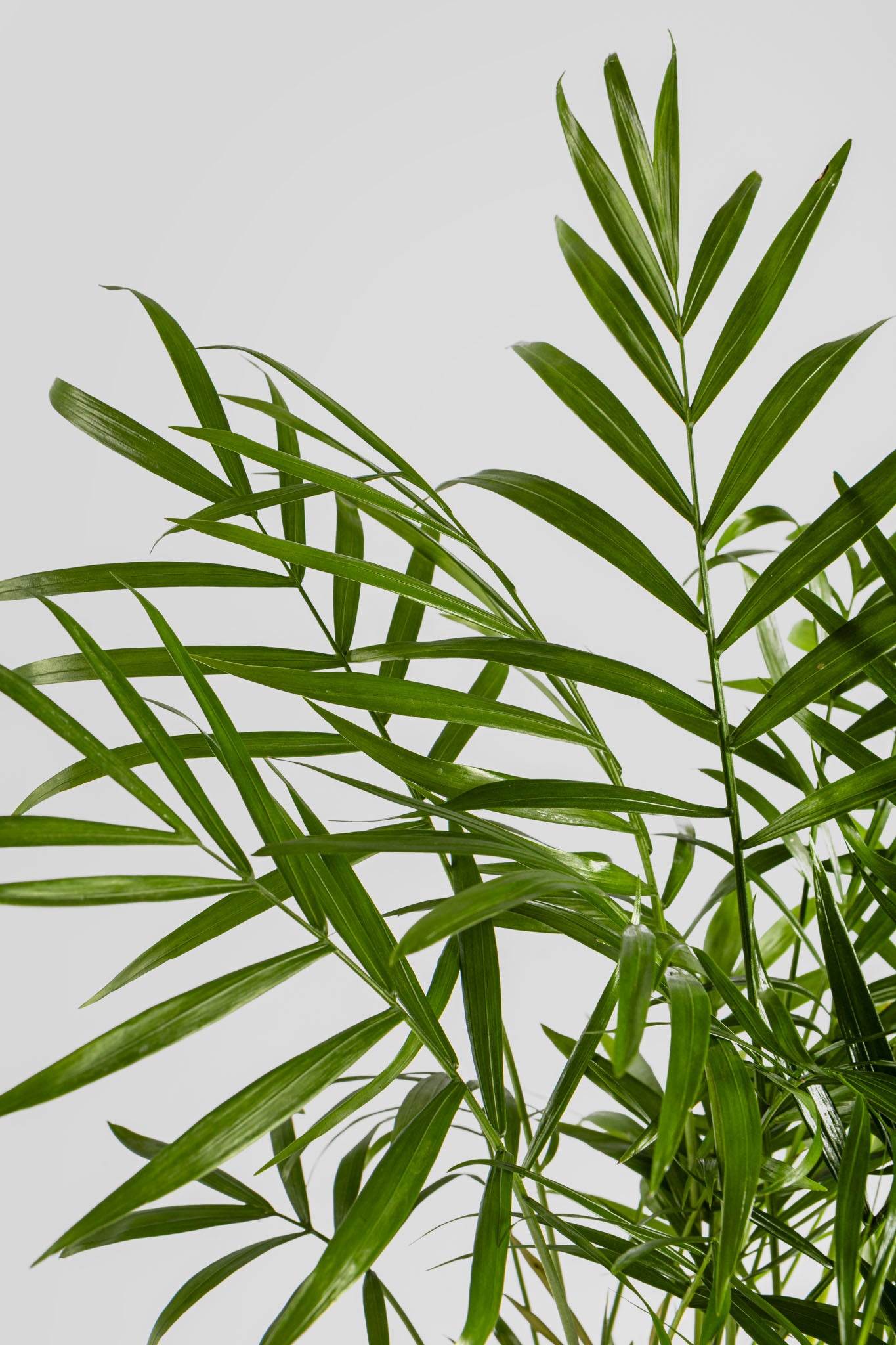 Χαμαιδωρέα 40cm