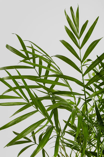 Χαμαιδωρέα 40cm