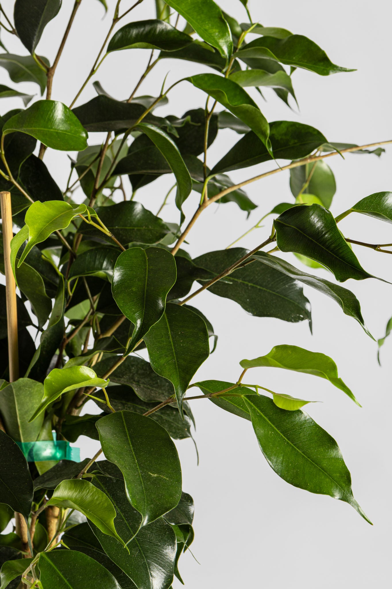 Φίκος Μπέντζαμιν 70cm