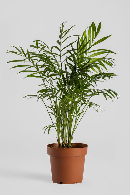 Χαμαιδωρέα 40cm