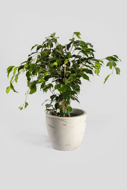 Φίκος Μπέντζαμιν 70cm