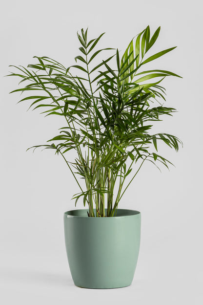 Χαμαιδωρέα 40cm