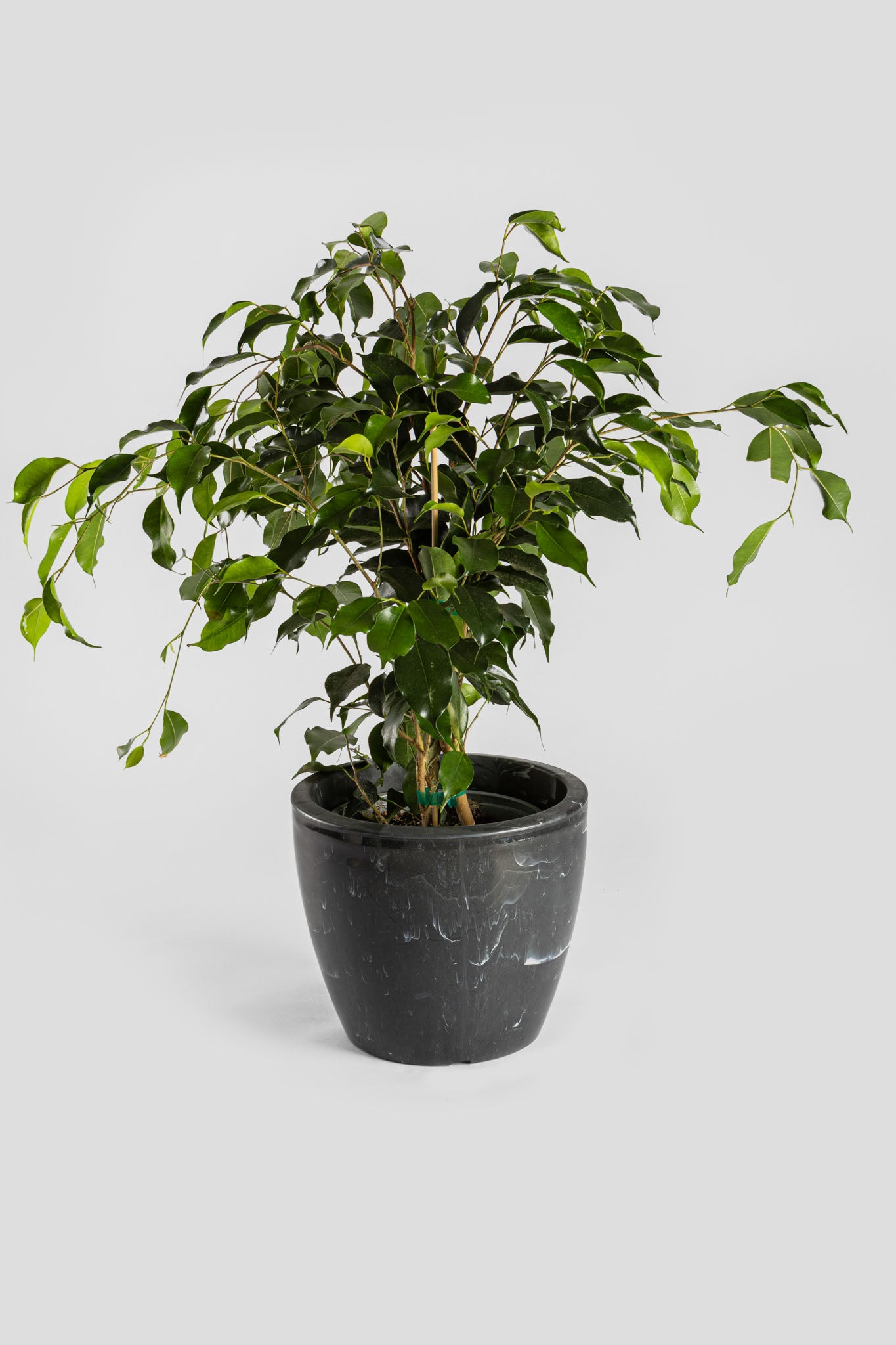 Φίκος Μπέντζαμιν 70cm