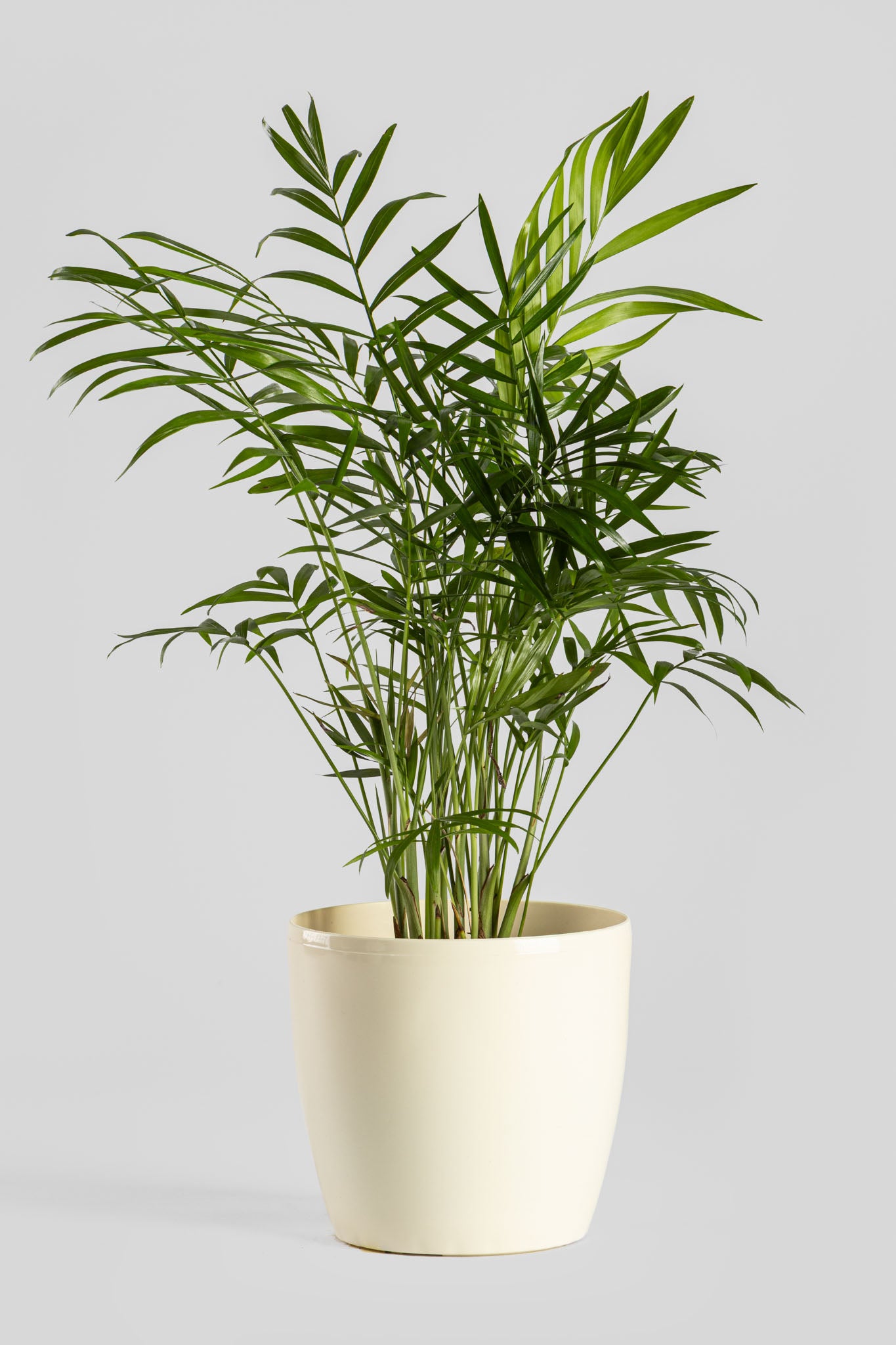 Χαμαιδωρέα 40cm