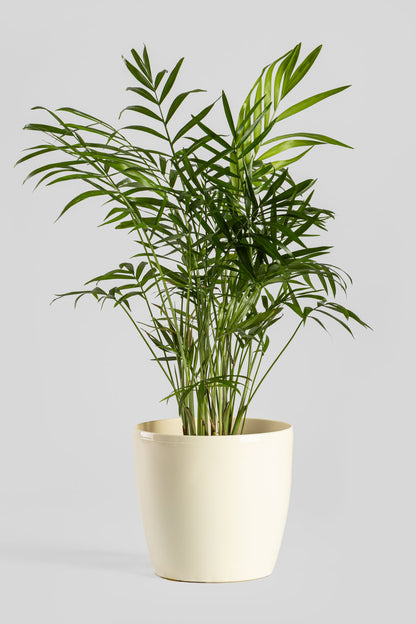 Χαμαιδωρέα 40cm