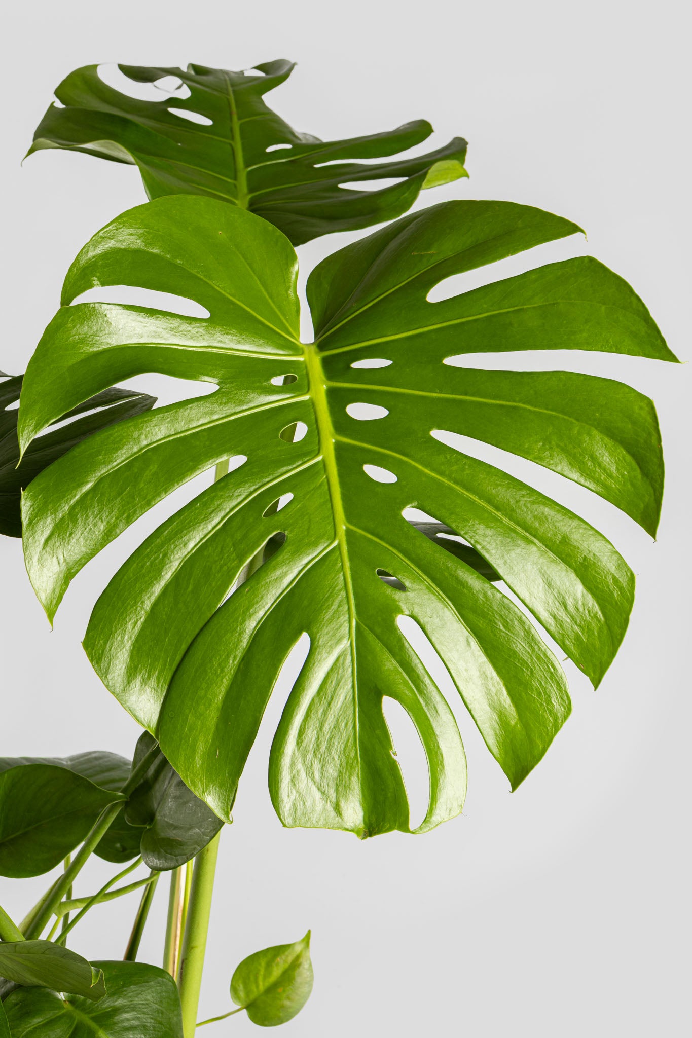 Μονστέρα 70-80cm