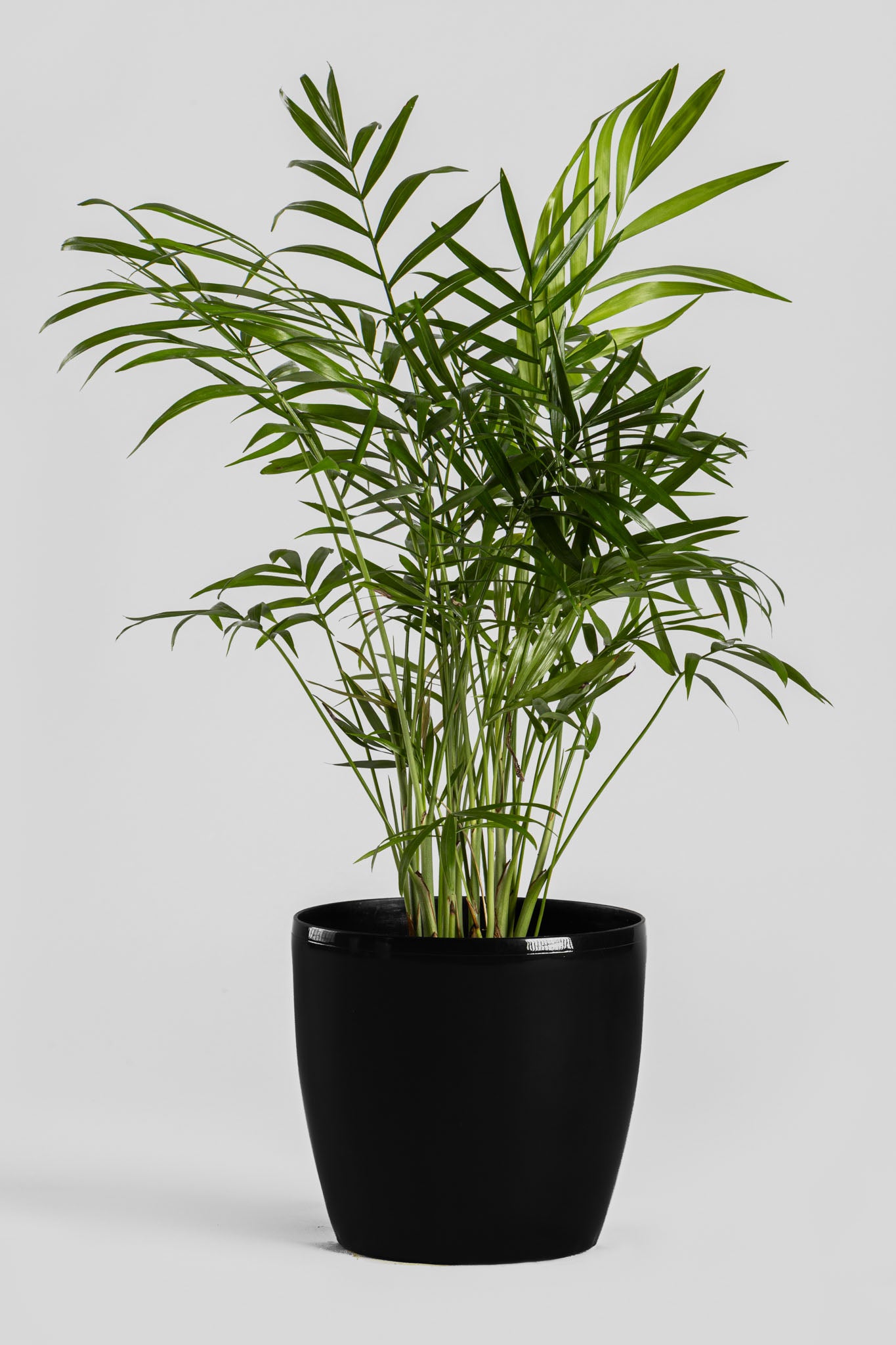 Χαμαιδωρέα 40cm