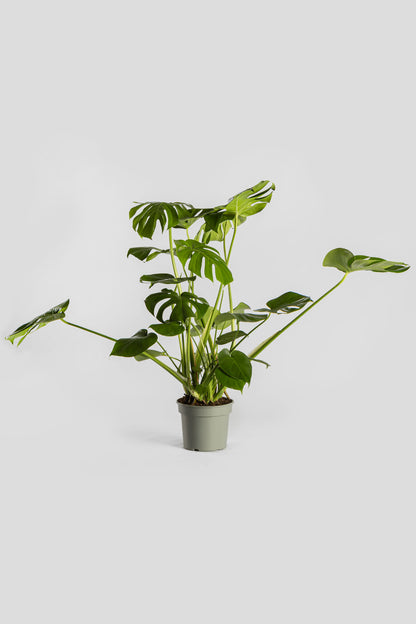 Μονστέρα 70-80cm