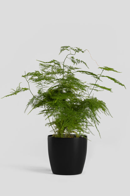 Φυτό Αράχνη 40cm