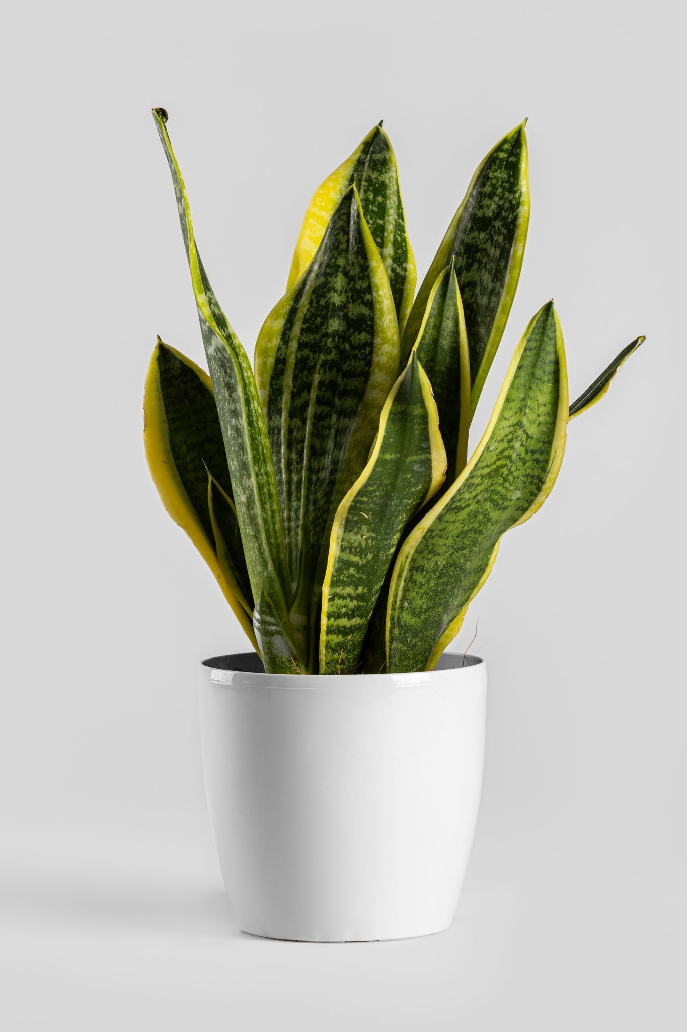 Σανσιβέρια 30-40cm