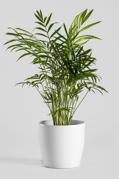 Χαμαιδωρέα 40cm