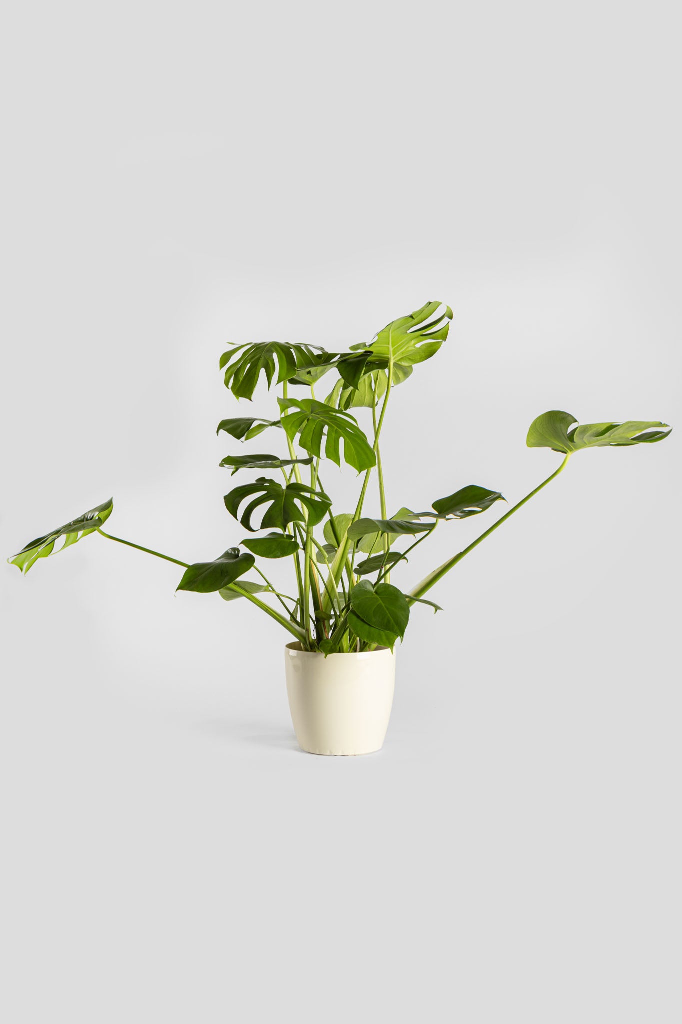 Μονστέρα 70-80cm