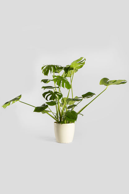 Μονστέρα 70-80cm