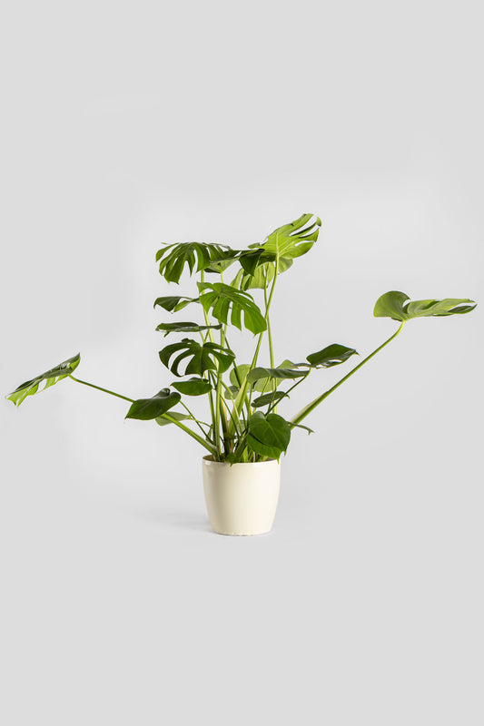 Μονστέρα 70-80cm