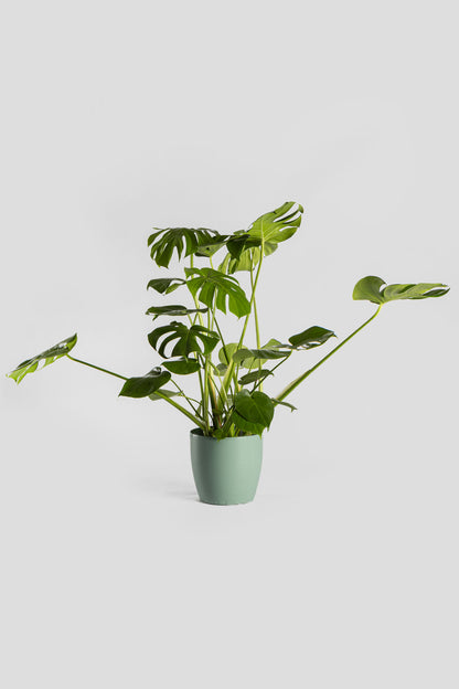 Μονστέρα 70-80cm