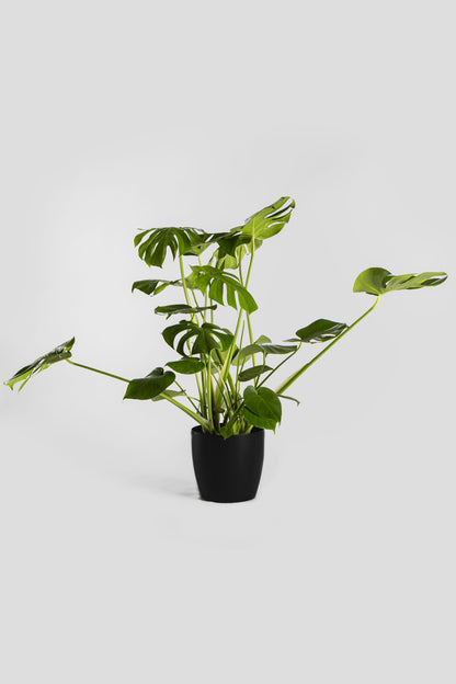 Μονστέρα 70-80cm