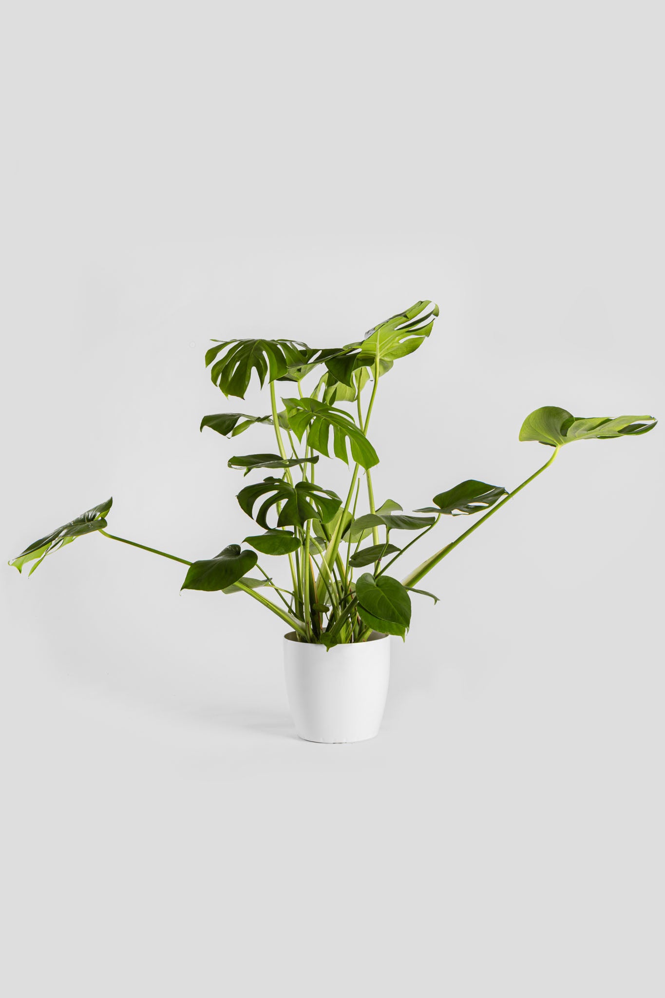 Μονστέρα 70-80cm