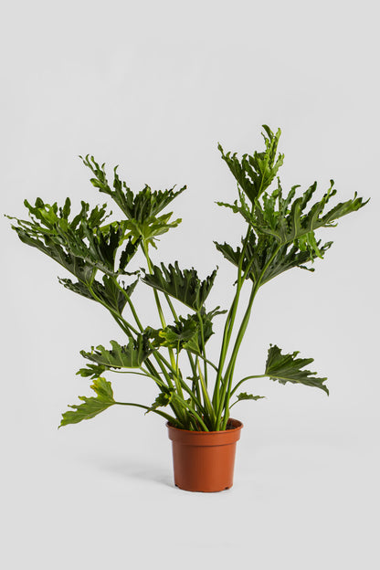 Φυλλόδεντρο Σέλουμ 70-80cm