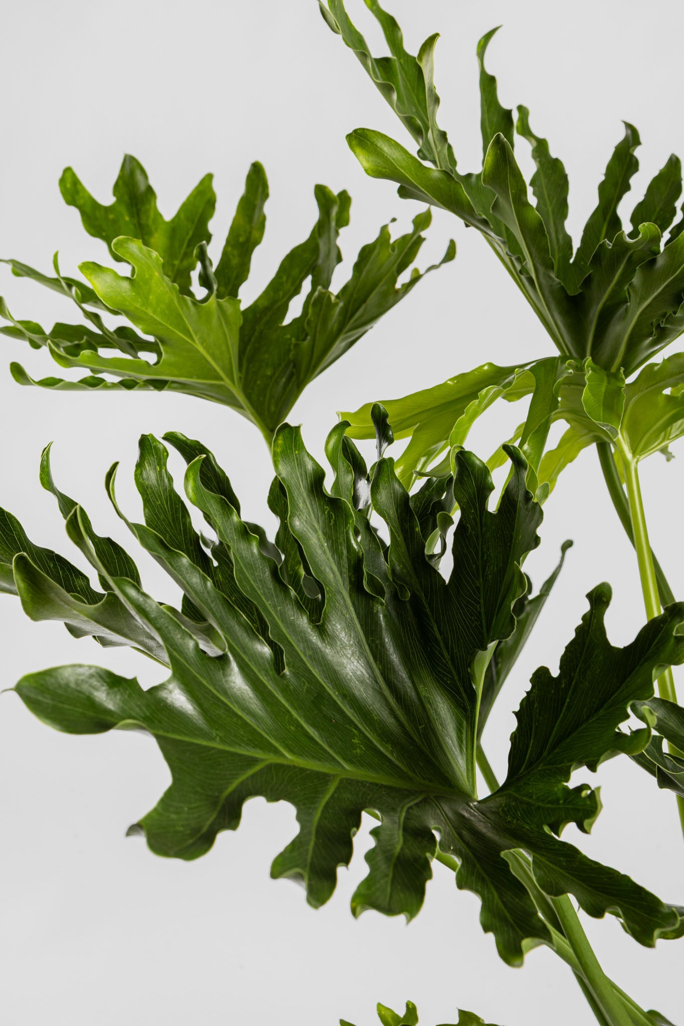 Φυλλόδεντρο Σέλουμ 70-80cm