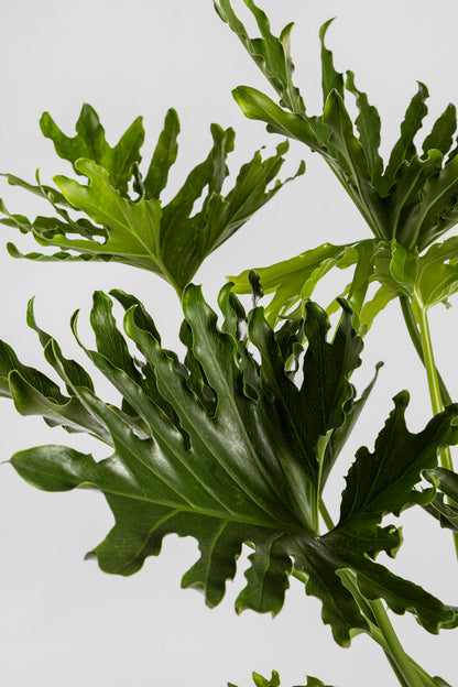 Φυλλόδεντρο Σέλουμ 70-80cm