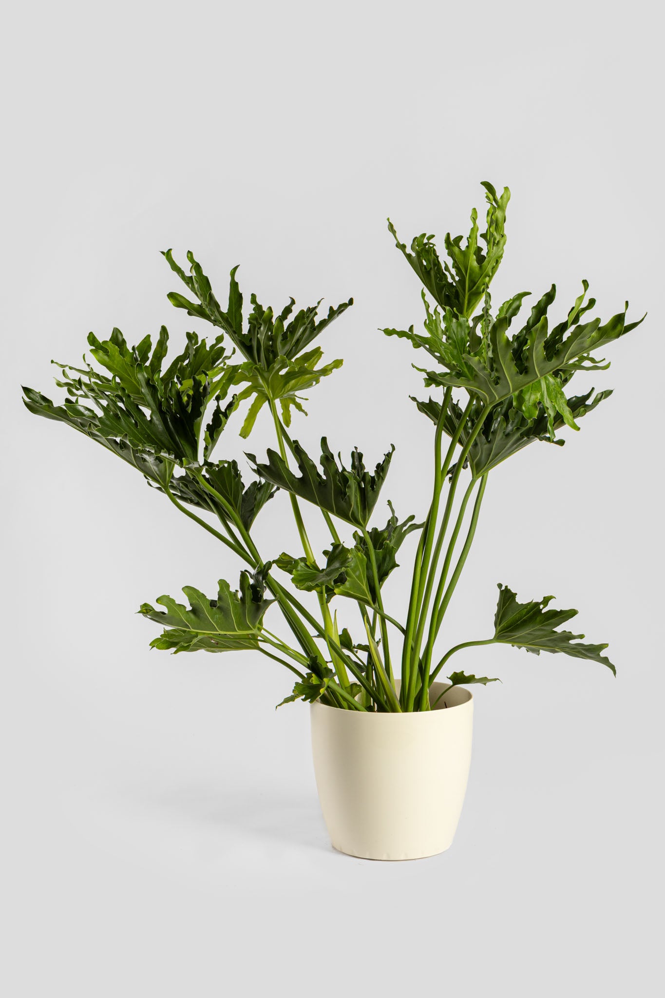 Φυλλόδεντρο Σέλουμ 70-80cm