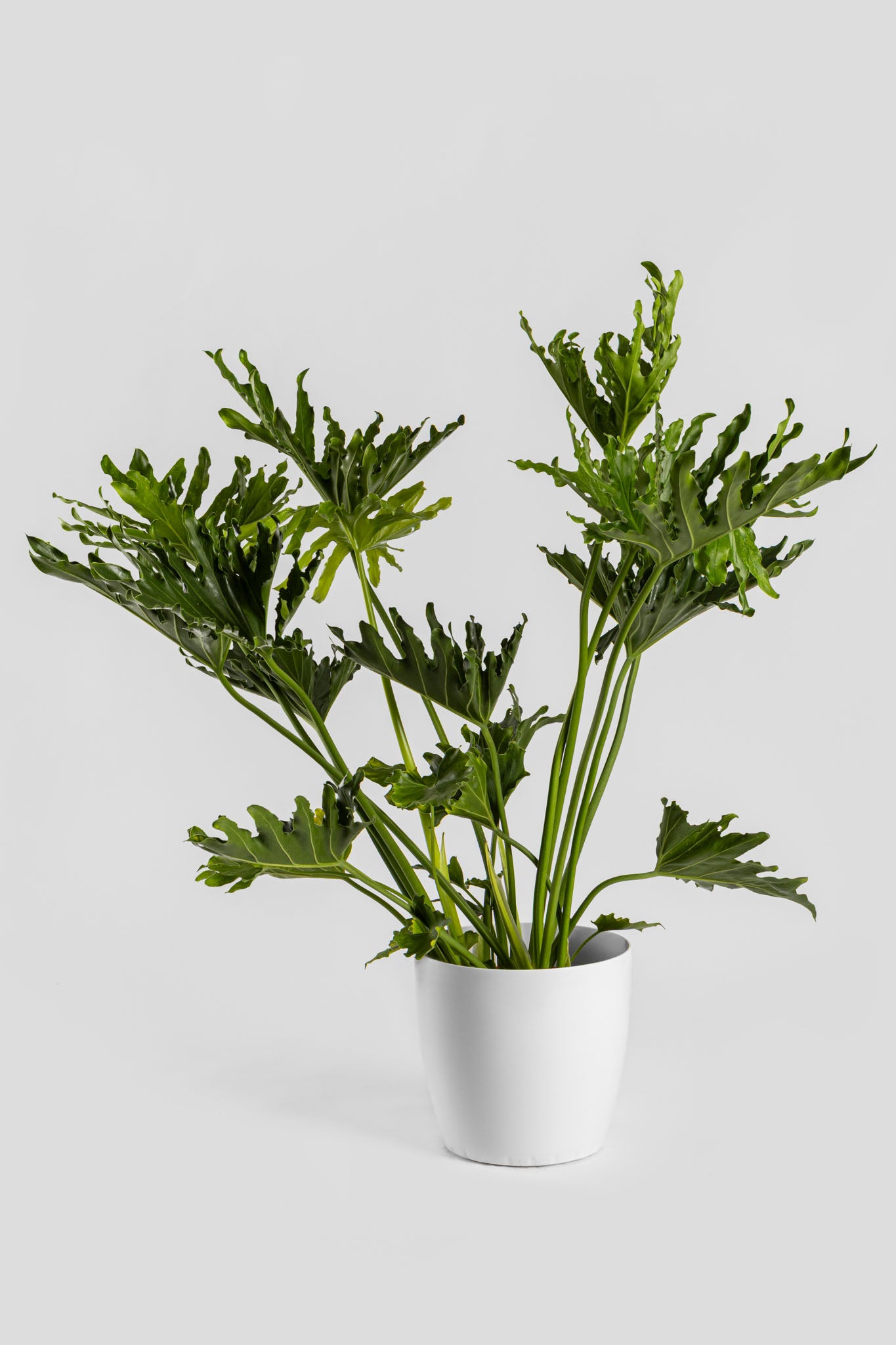 Φυλλόδεντρο Σέλουμ 70-80cm