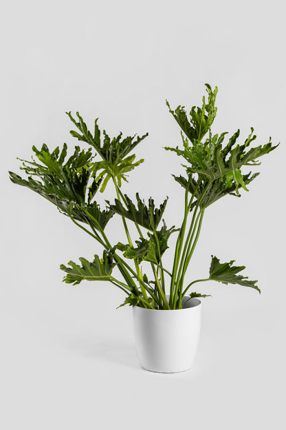 Φυλλόδεντρο Σέλουμ 70-80cm