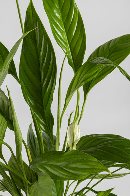 Σπαθίφυλλο 50cm