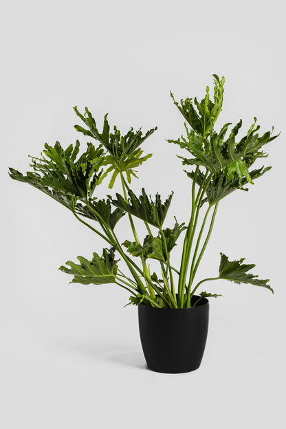 Φυλλόδεντρο Σέλουμ 70-80cm