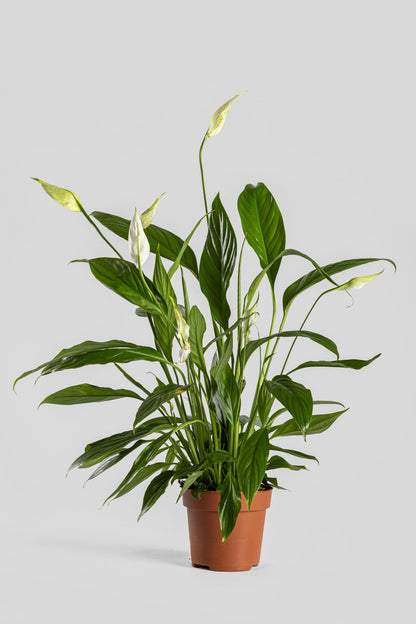 Σπαθίφυλλο 50cm