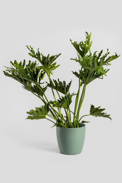 Φυλλόδεντρο Σέλουμ 70-80cm